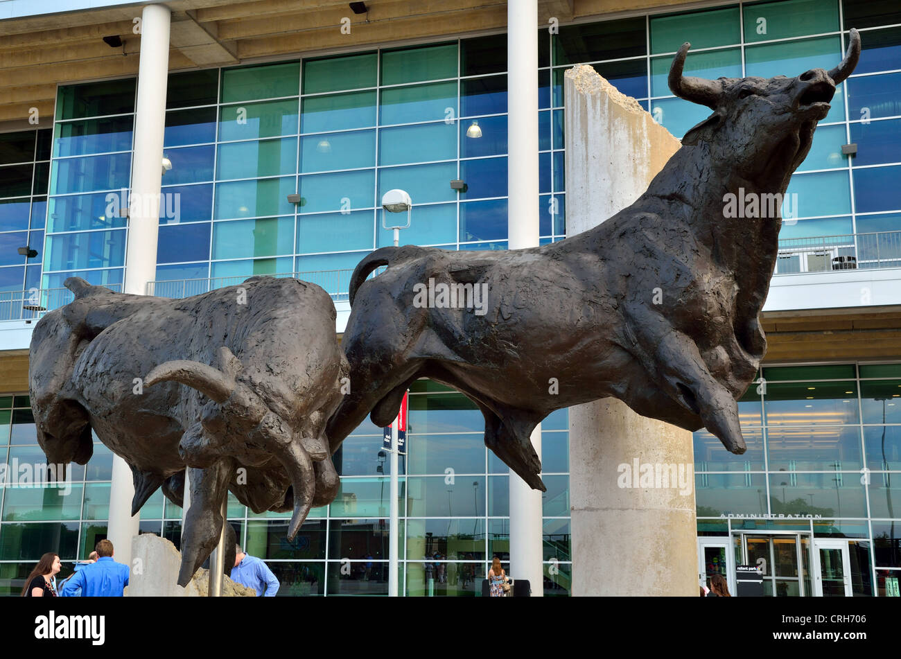 Sculpture en bronze de raging bulls en face du Reliant Stadium. Houston Texas, USA. Banque D'Images