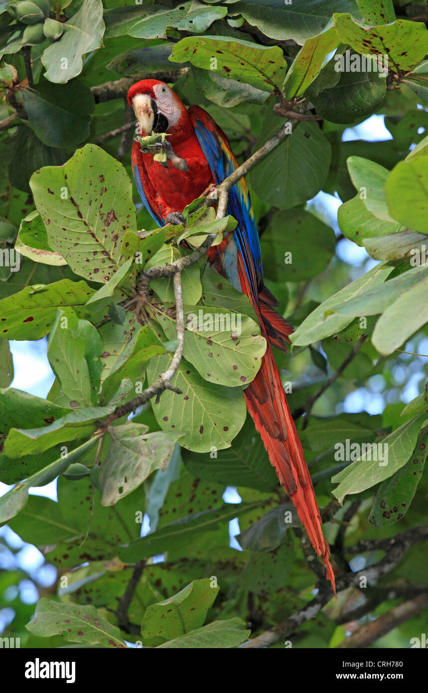 Ara rouge (Ara macao) se nourrissant de fruits dans un amandier tropical. Parc national de Corcovado, péninsule d'Osa, au Costa Rica. Banque D'Images