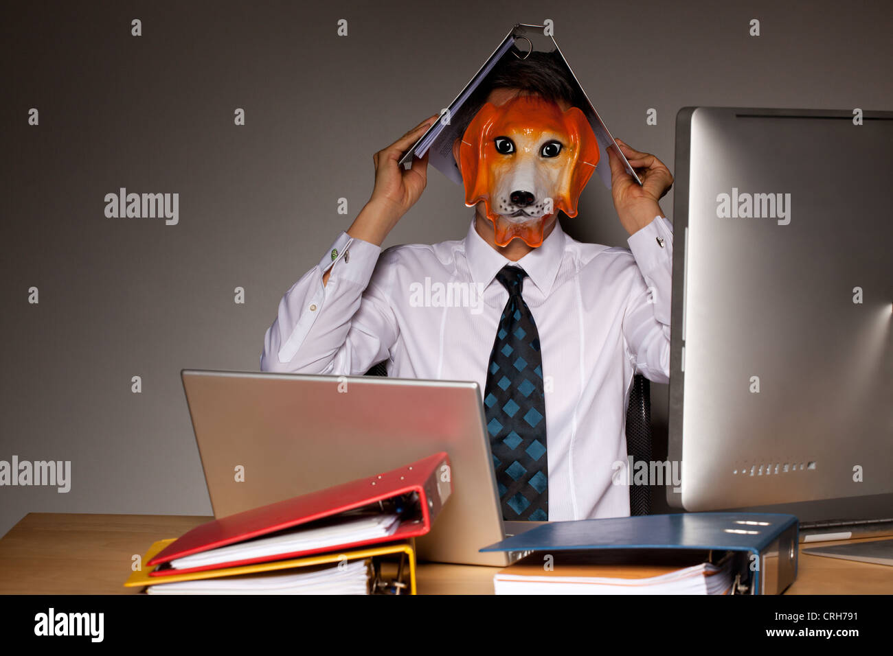 Business Executive en masque de chien au bureau avec ordinateur portable et ordinateur les fichiers Banque D'Images