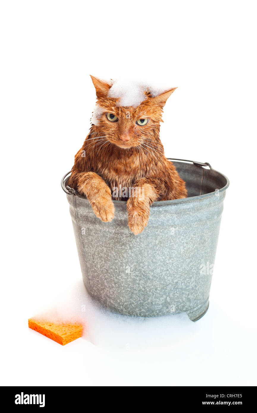 L'heure du bain pour un malheureux et humide chat tigré orange assis à l'intérieur d'un seau galvanisé laver avec de l'eau savonneuse et une éponge orange. Banque D'Images