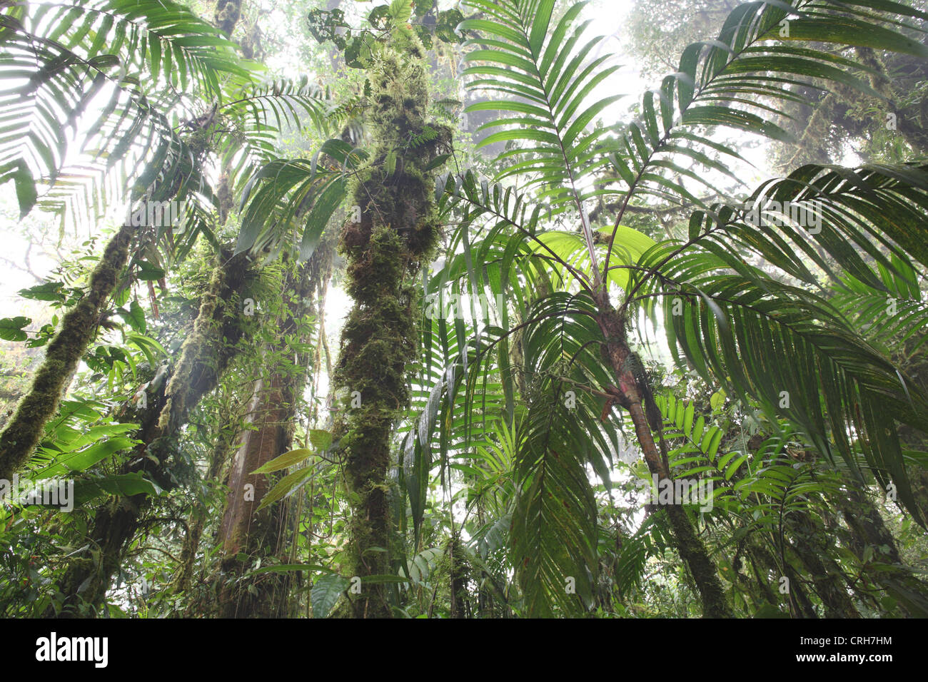 Préserver la forêt nuageuse de Monteverde, Costa Rica. Janvier 2012. Banque D'Images