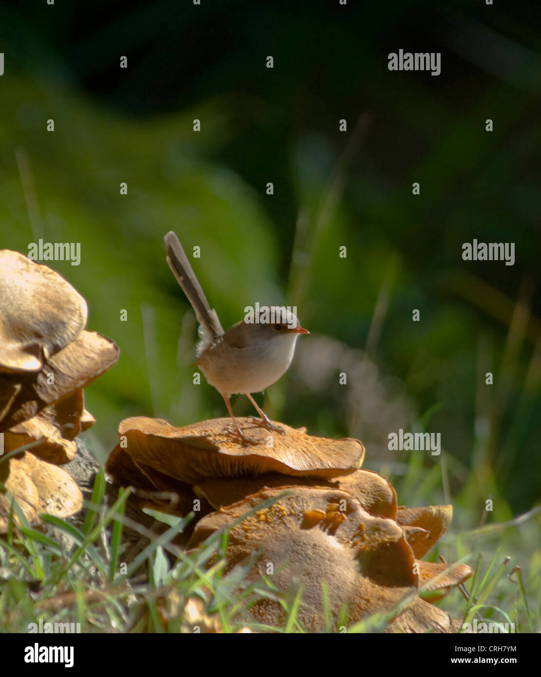 Superbe Conte de Wren, femelle (Malurus cyaneus) Banque D'Images
