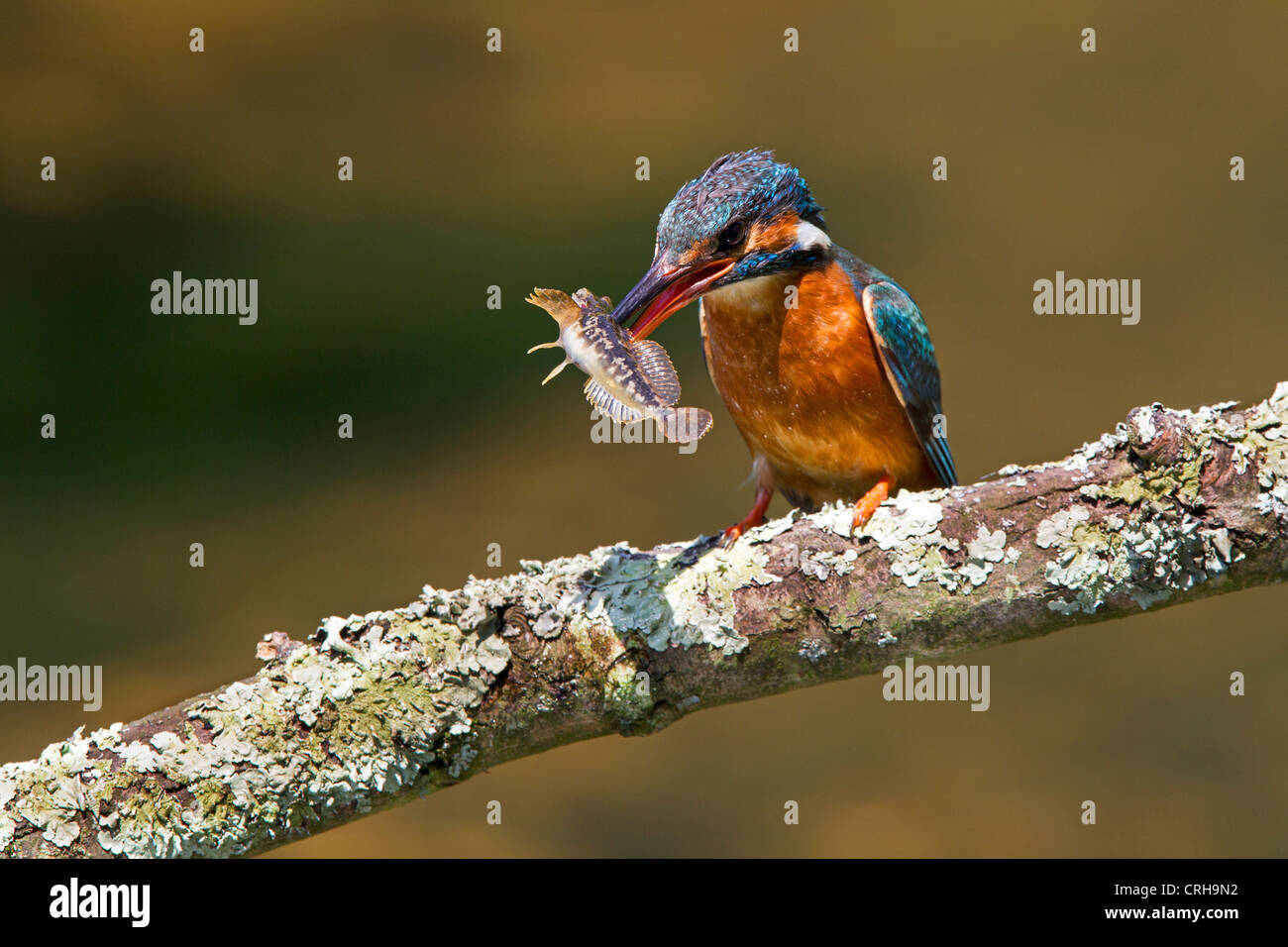 Kingfisher avec boule Banque D'Images