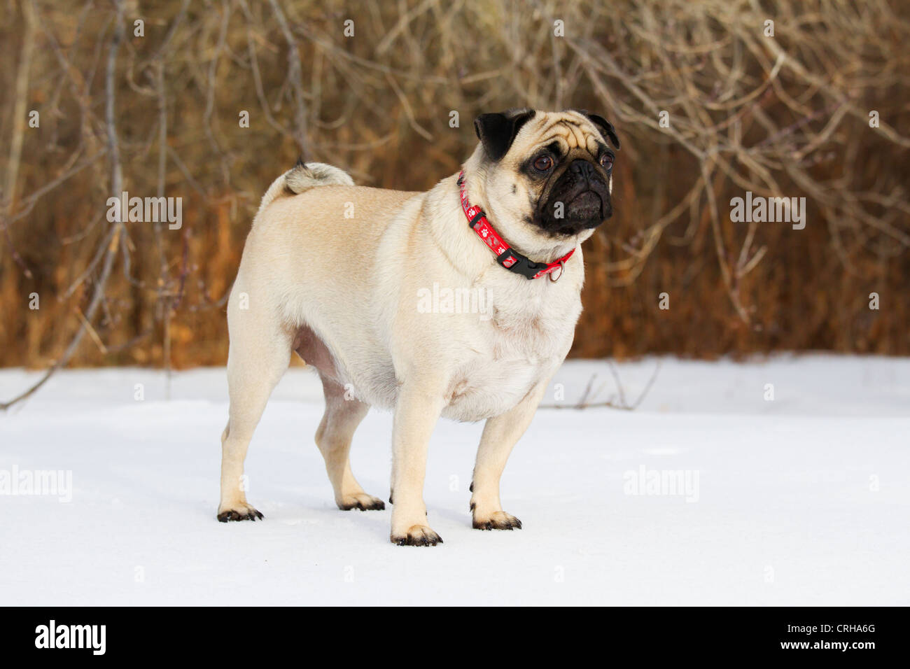 Un animal de compagnie chien pug debout dans la neige. Banque D'Images