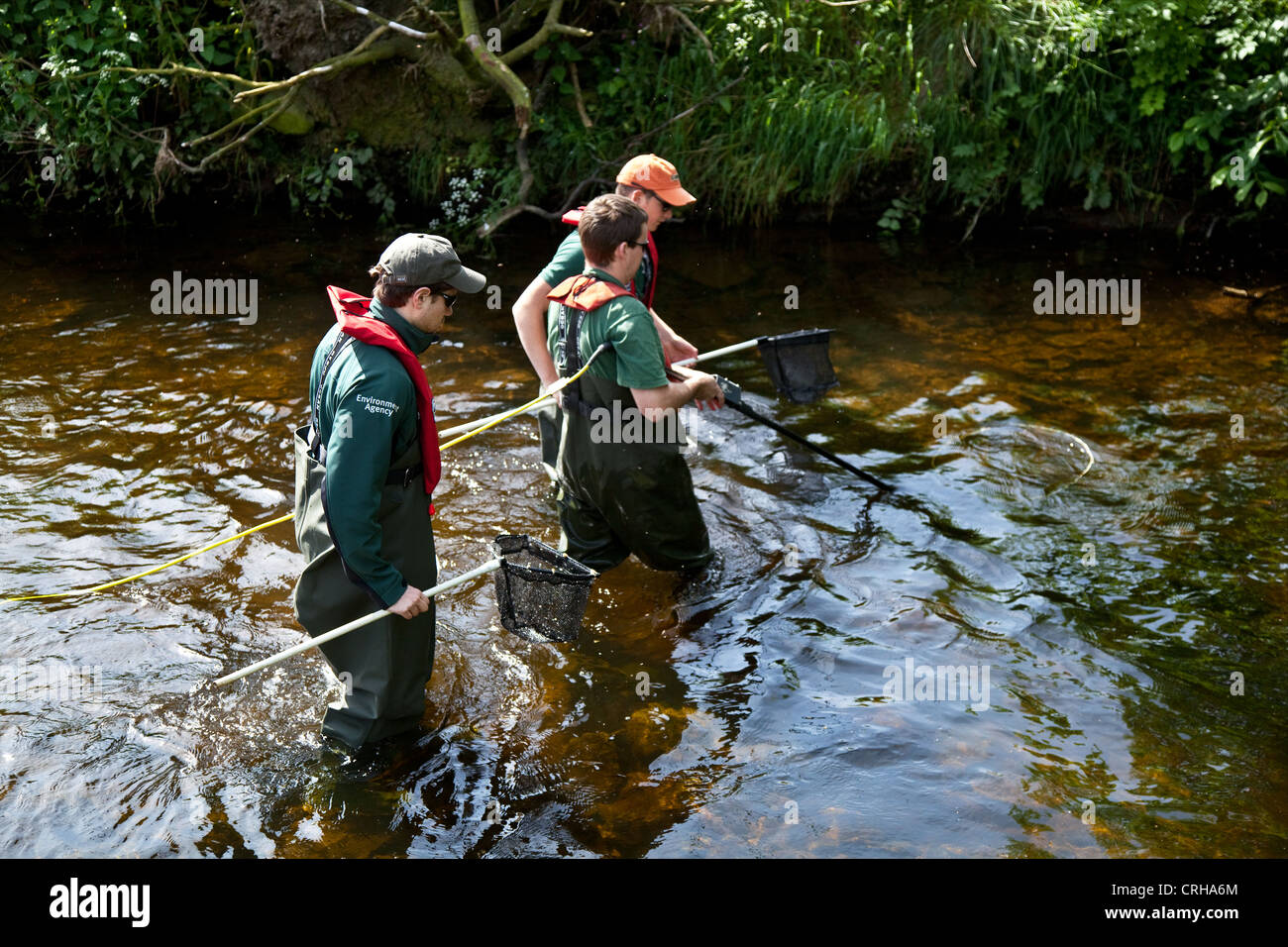 Enquête scientifique sur l'électropêche équipe de l'Agence de l'environnement qui capture des poissons et des anguilles. Projet de recherche environnementale River Ouse, Wensleydale, North Yorkshire Banque D'Images