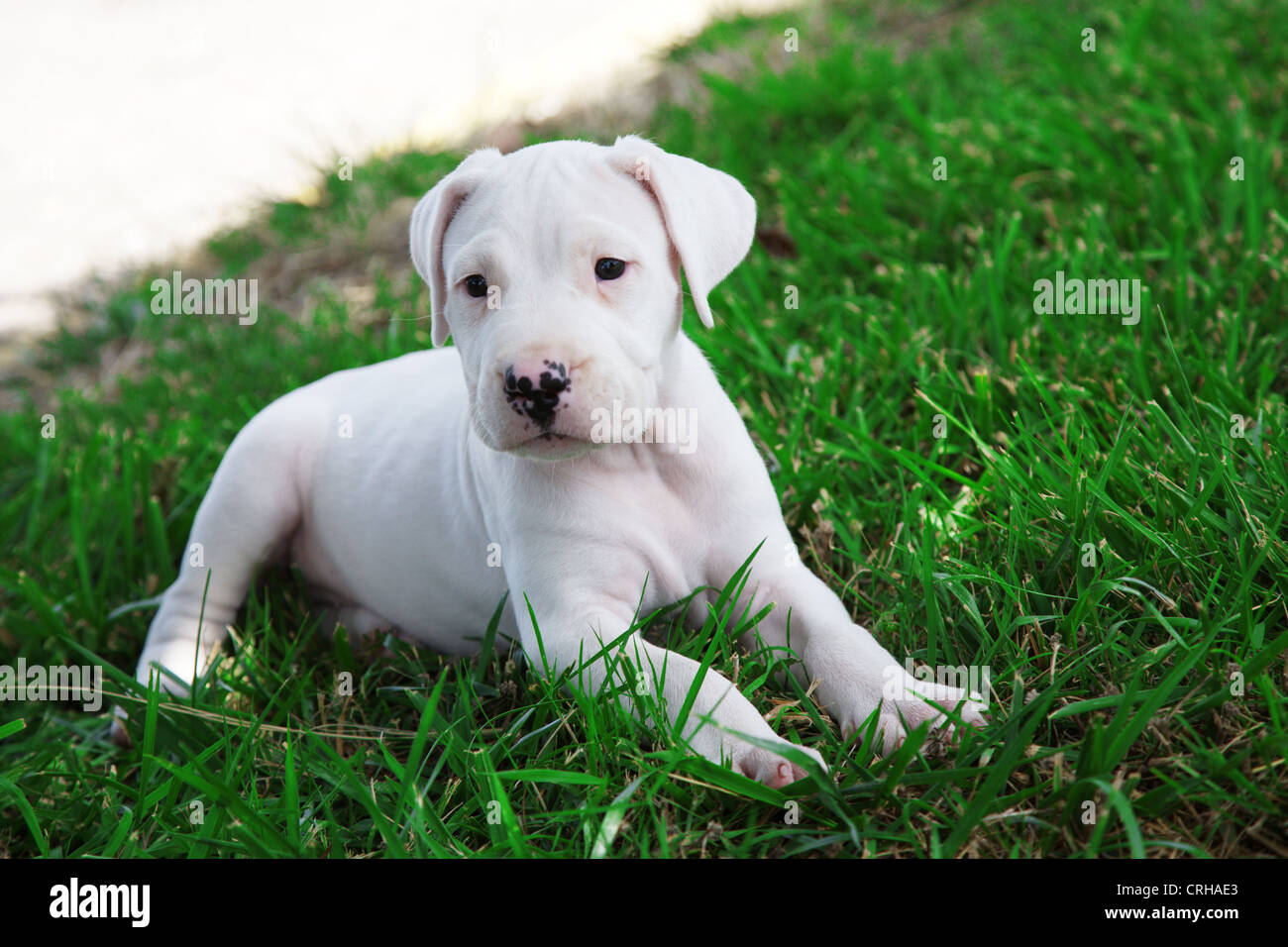 Petshop chien Danois Dogue Argentin 588