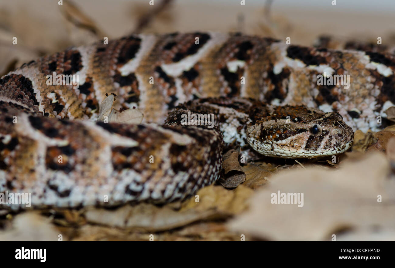 Élevage en captivité spécimen de la puff adder Bitis arietans Afrique du Sud Banque D'Images