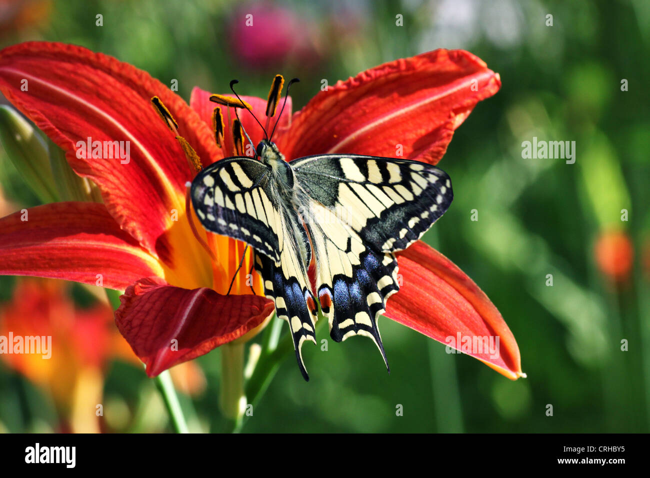 Papilio Machaon papillon sur la fleur (Lily) Banque D'Images