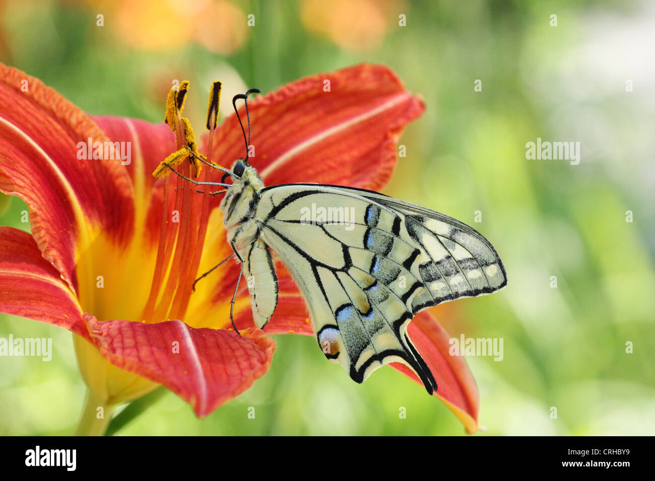 Papillon Machaon assis sur lily Banque D'Images