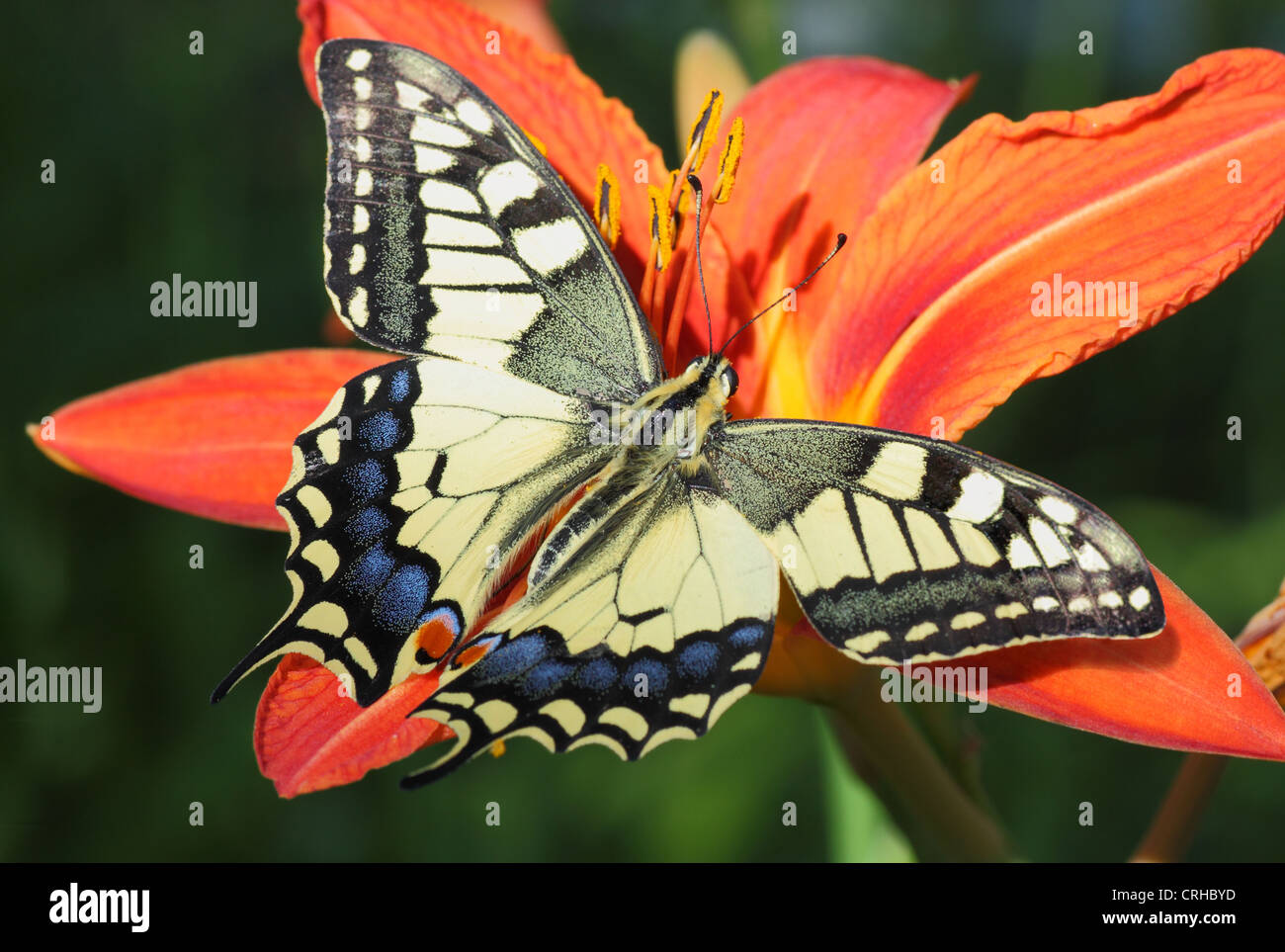 Papilio Machaon papillon sur la fleur (Lily) Banque D'Images