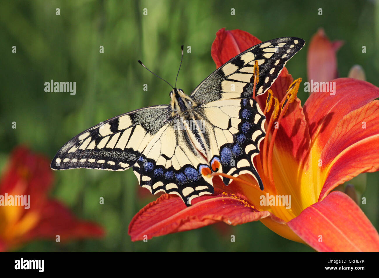 Butterfly Papilio Machaon assis sur fleur Banque D'Images