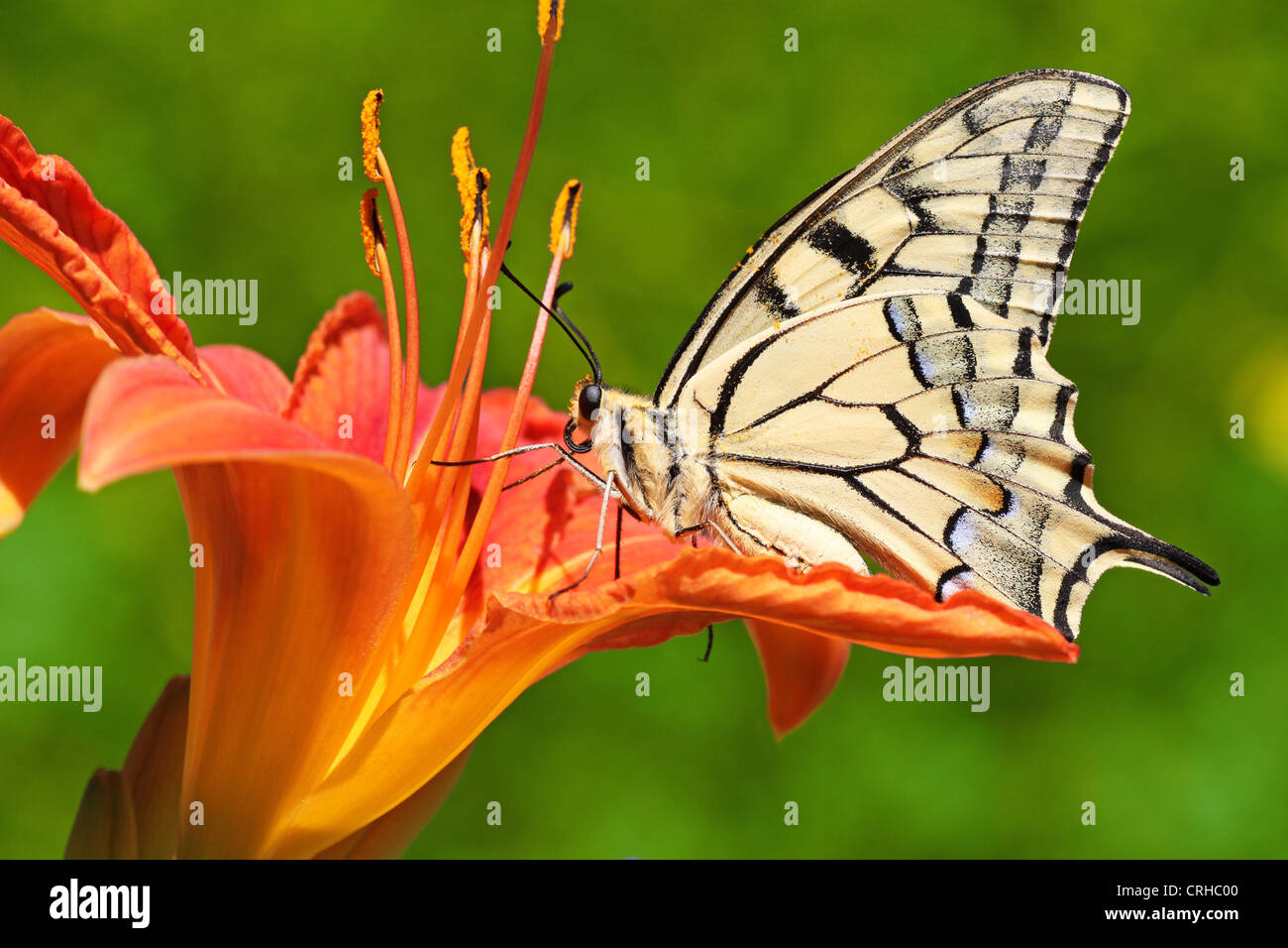 Close up of butterfly Papilio Machaon assis sur lily Banque D'Images