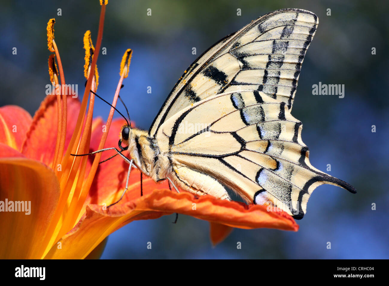 Papilio Machaon papillon sur la fleur (Lily) Banque D'Images