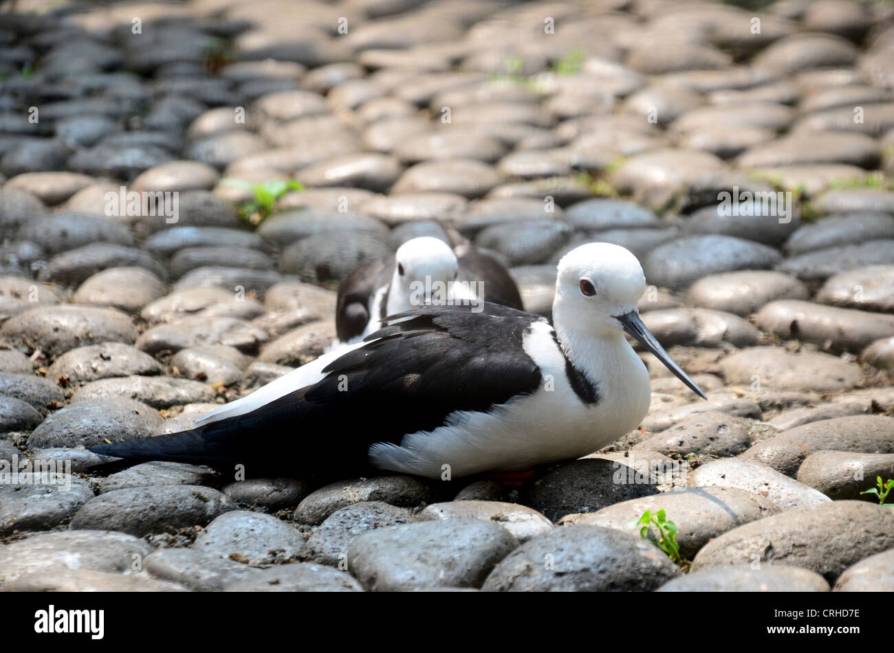 Oiseaux Black-Winged Stilt Banque D'Images