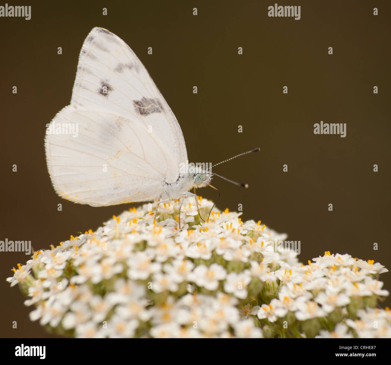 Papillon blanc à carreaux se nourrissant de fleurs de millefeuille Banque D'Images