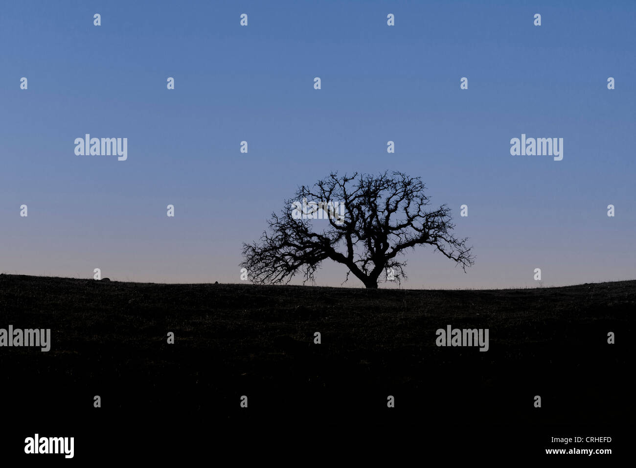 Un arbre isolé au crépuscule Banque D'Images