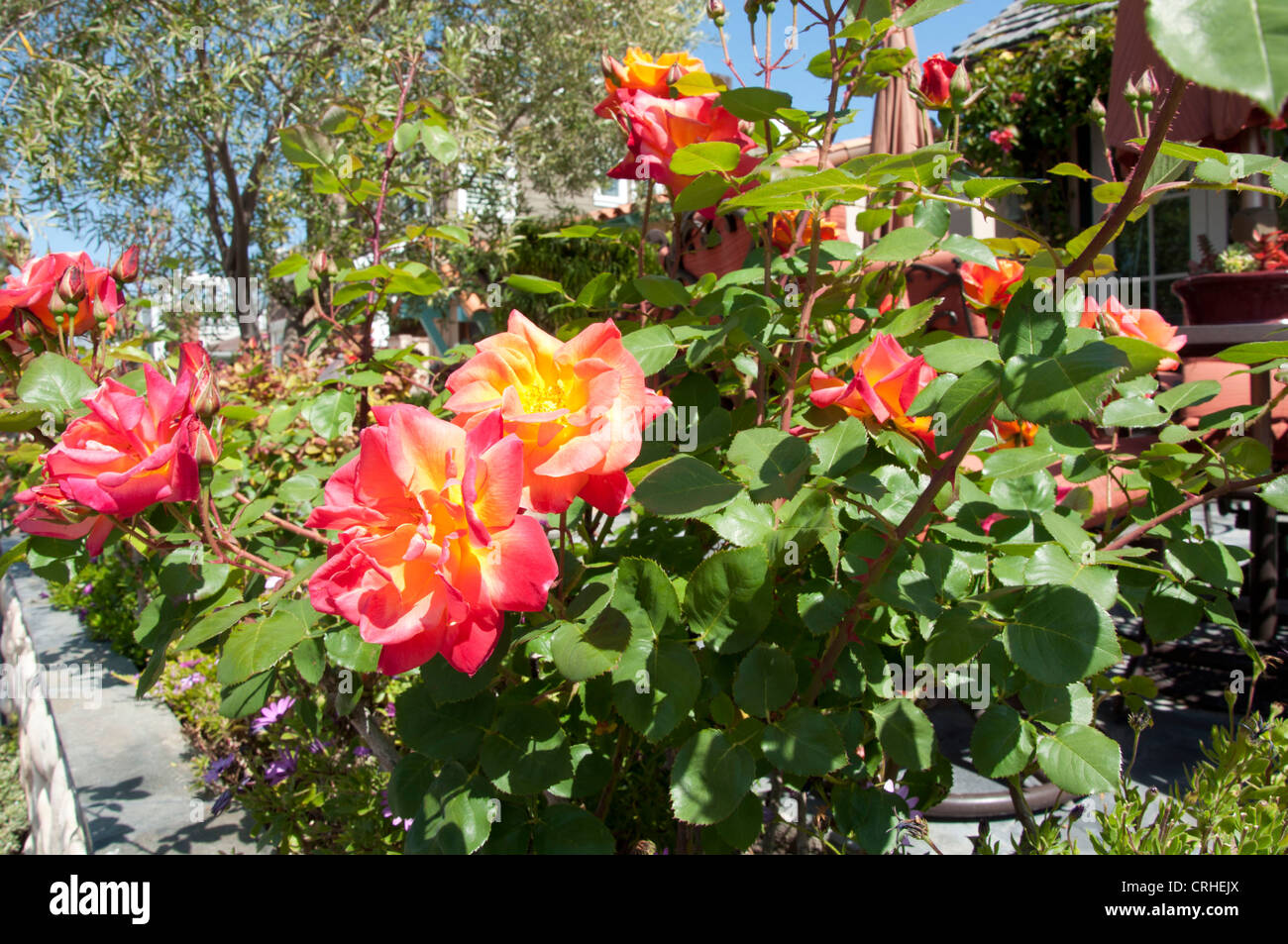 Rosier arbustif cuivre rose orange avec flowers in garden Banque D'Images