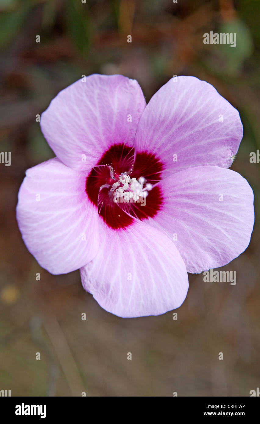 La Sturt desert rose (Gossypium sturtianum) Banque D'Images