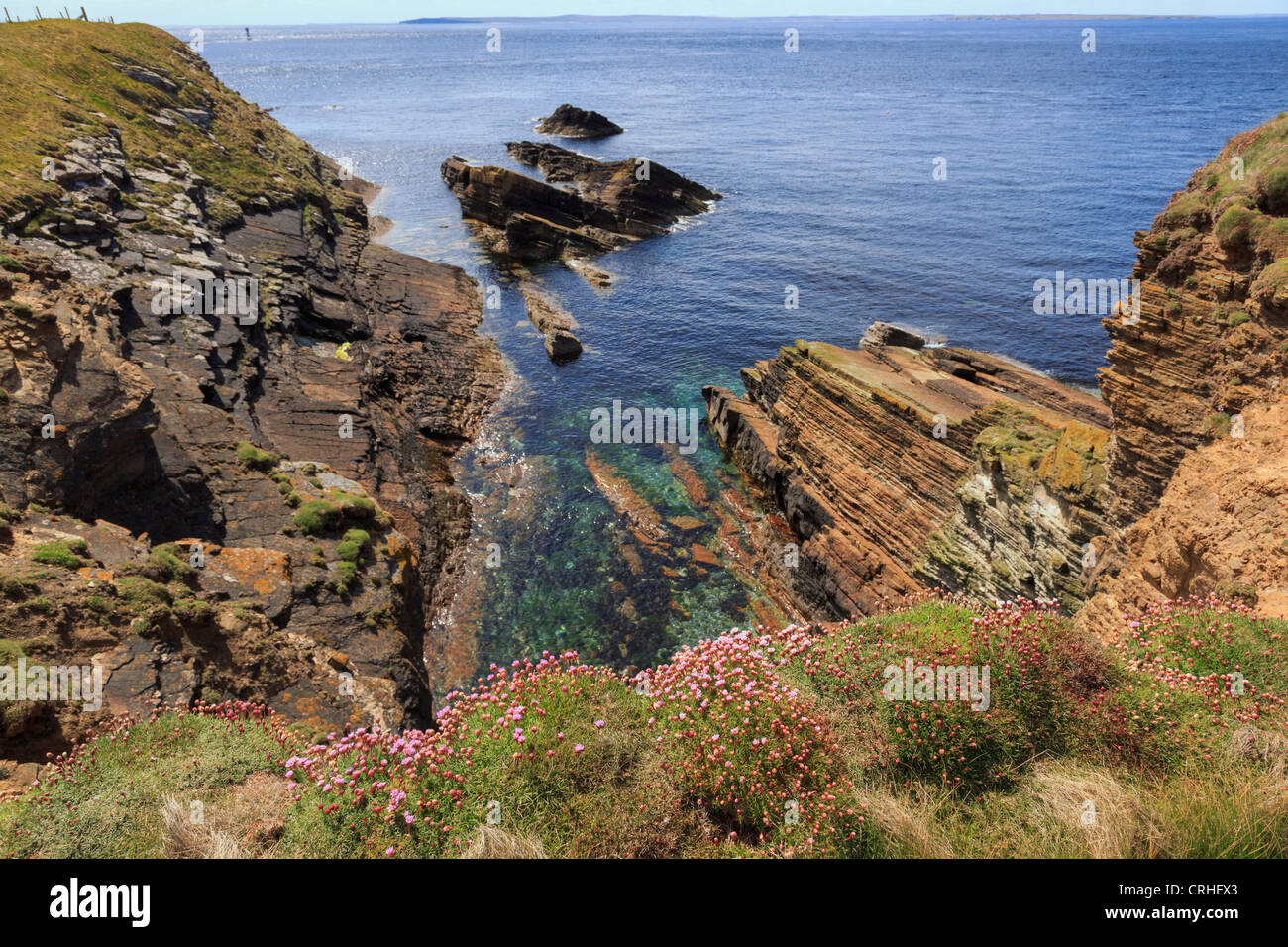 Thrift Armeria maritima Rose la mer ou au-dessus de couches de grès à seacliffs rock Burwick, South Ronaldsay, Orkney, Scotland, UK Banque D'Images