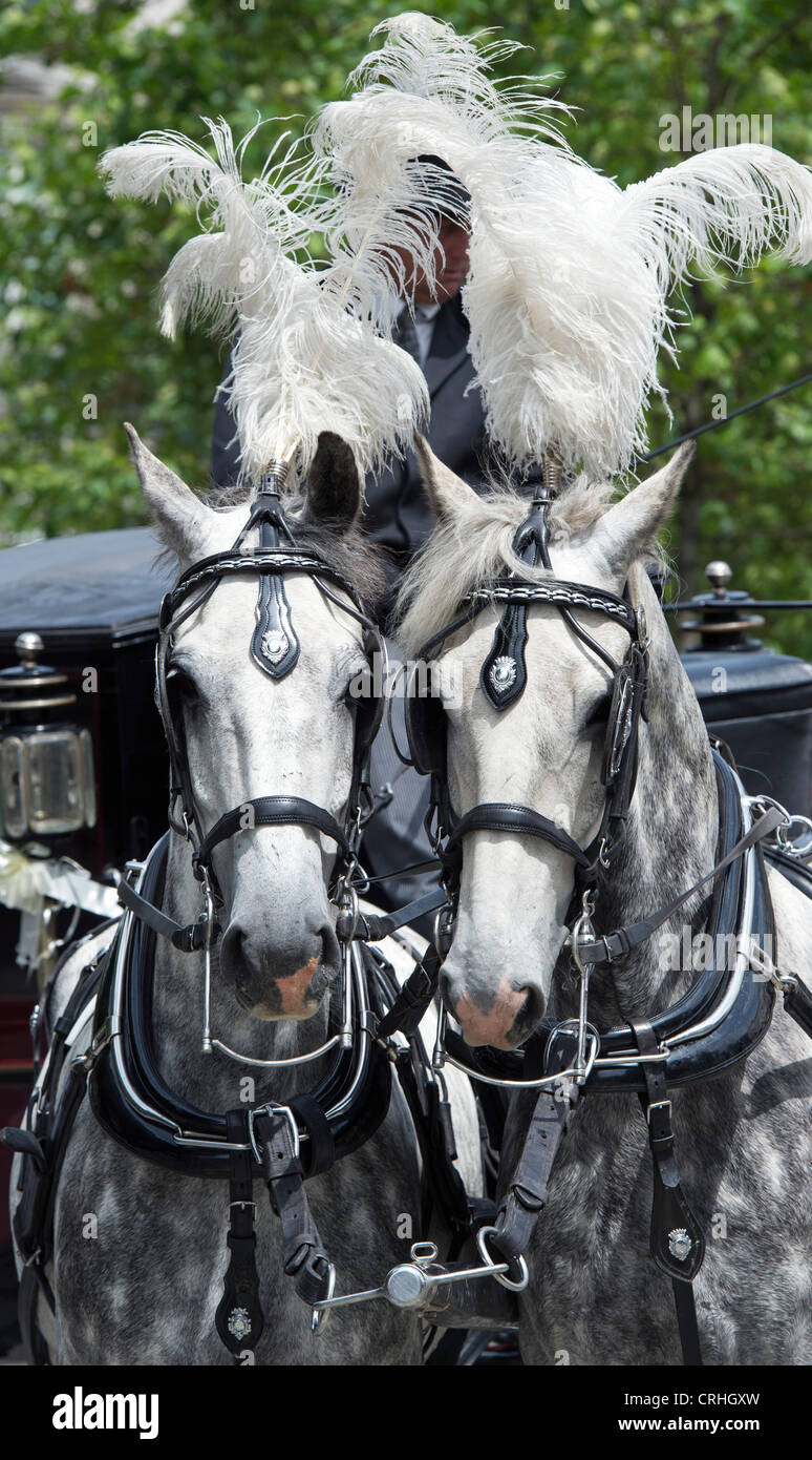 Gris pommelé de chevaux tirant un chariot de mariage. Londres Banque D'Images