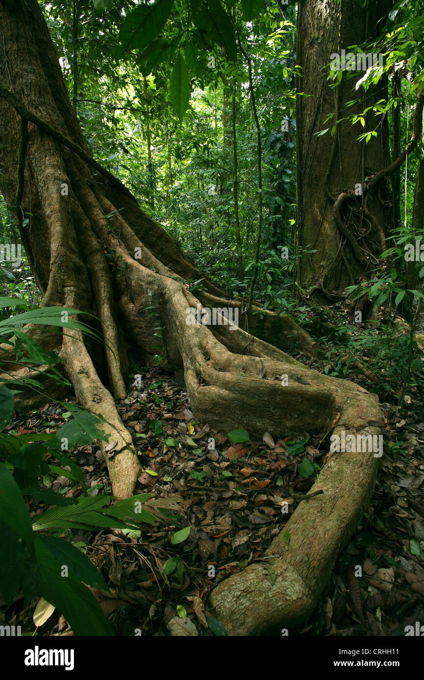 Contrefort racines dans la forêt tropicale. Parc national de Corcovado, péninsule d'Osa, au Costa Rica. Mars 2012. Banque D'Images