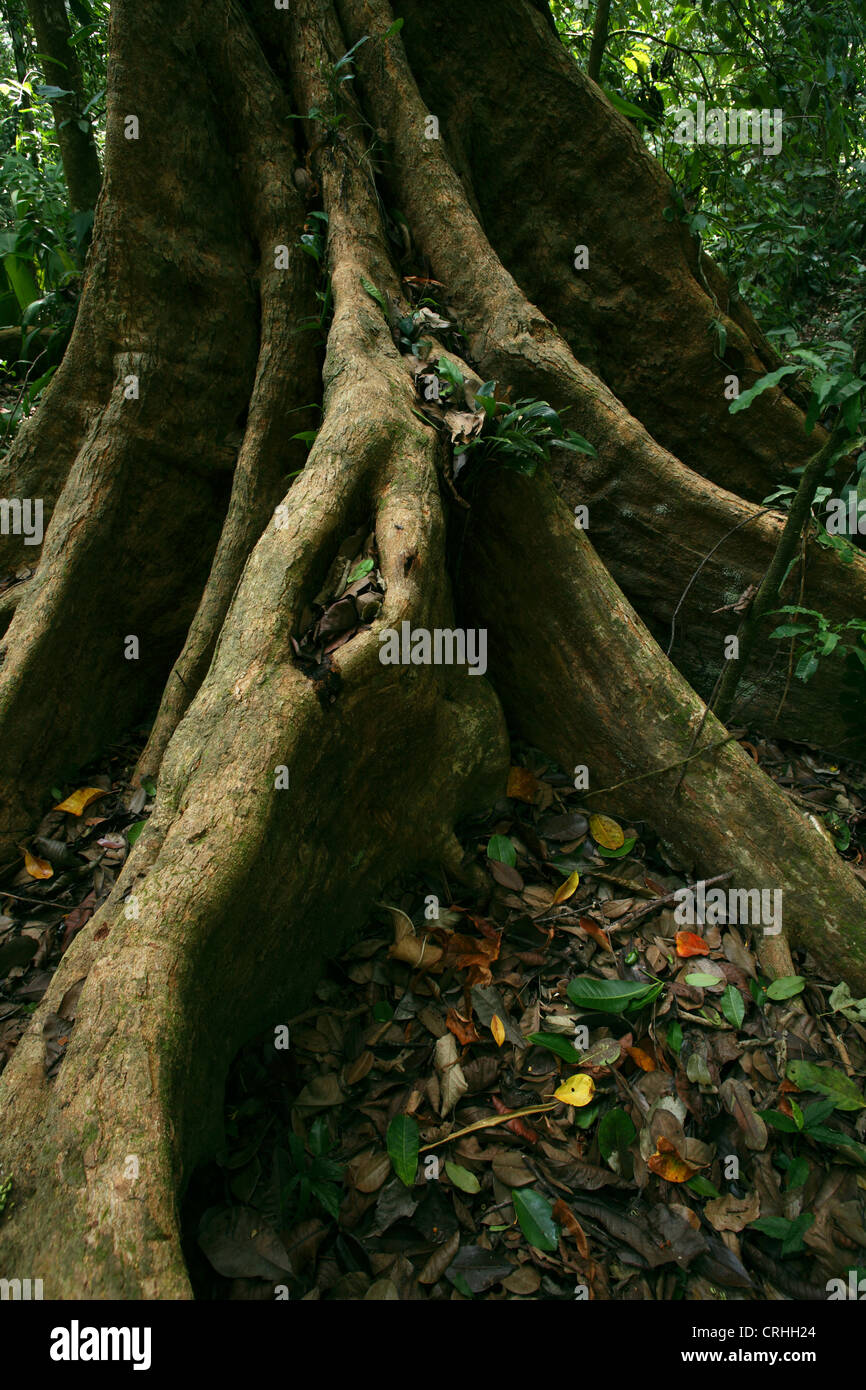 Contrefort racines dans la forêt tropicale. Parc national de Corcovado, péninsule d'Osa, au Costa Rica. Mars 2012. Banque D'Images