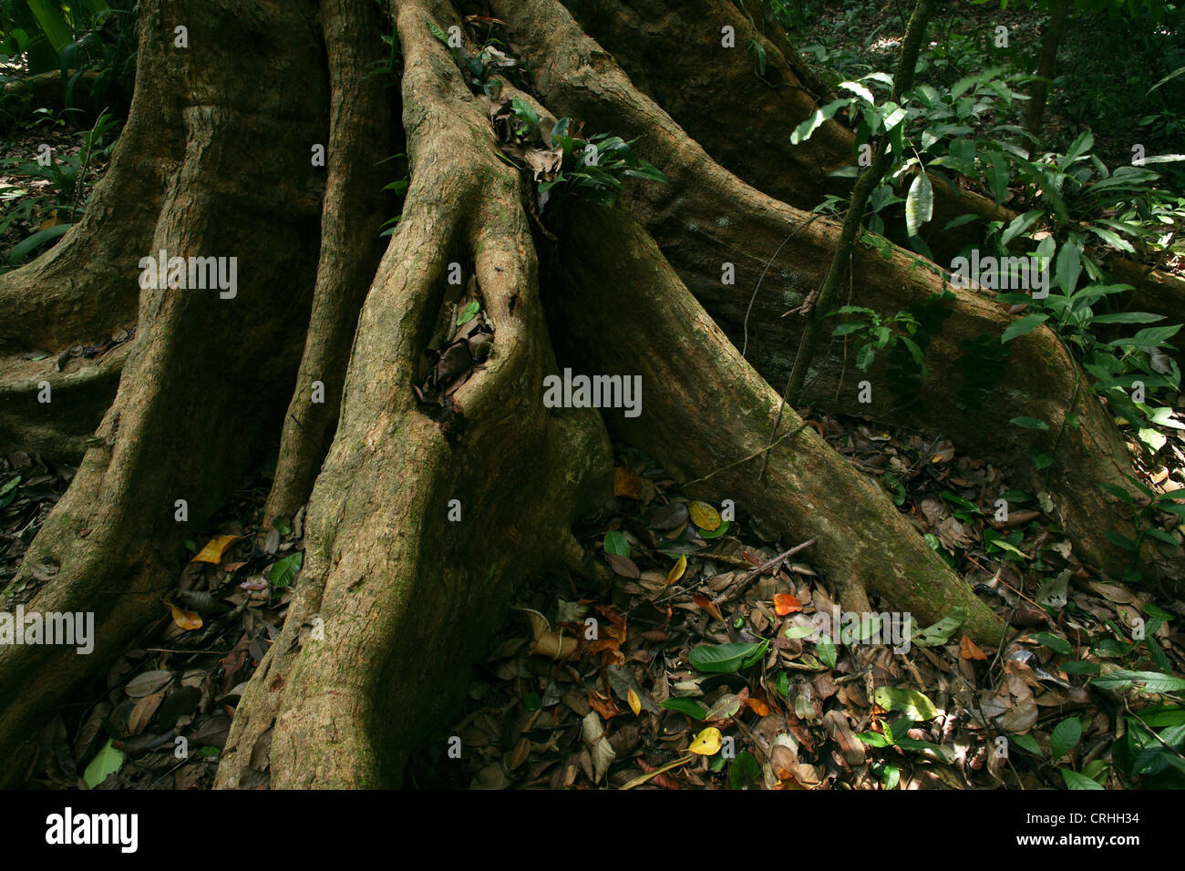 Contrefort racines dans la forêt tropicale. Parc national de Corcovado, péninsule d'Osa, au Costa Rica. Mars 2012. Banque D'Images