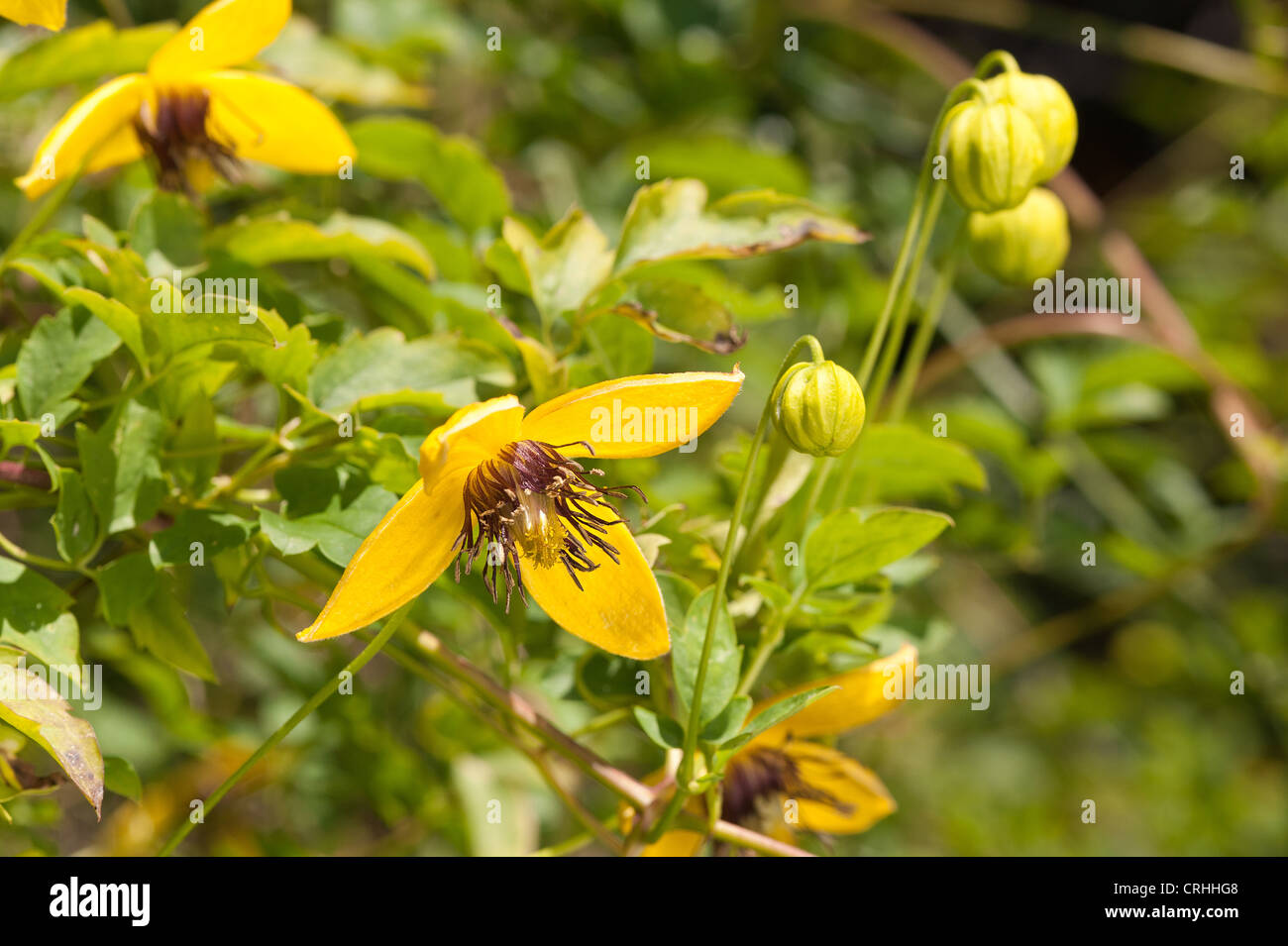 Clematis attrayant lumineux grimpeur jaune or avec des anthères longues étamines et les pétales contre green foliage Banque D'Images