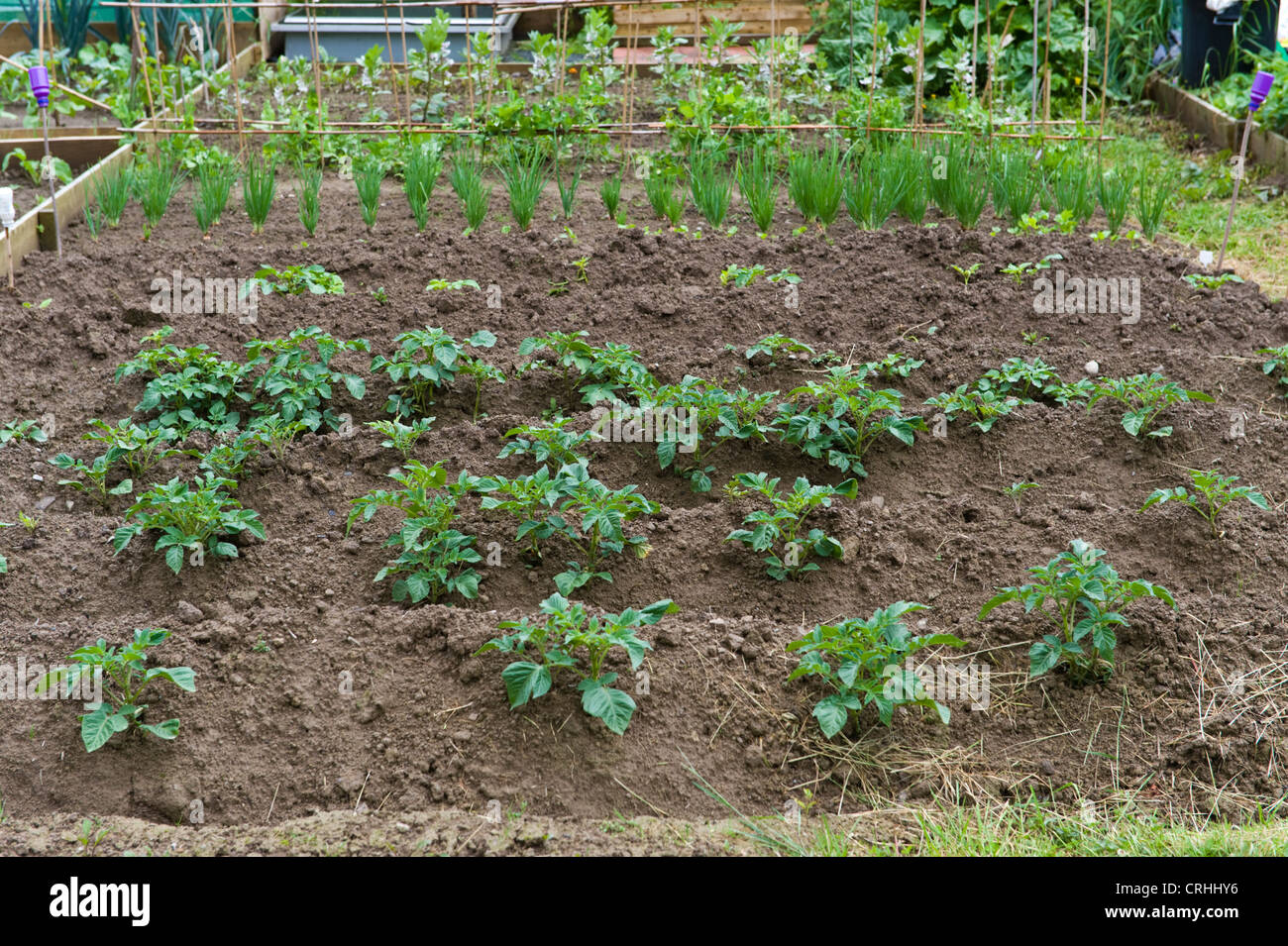 De plus en plus de pommes de terre sur terrain au niveau communautaire les allocations à Presteigne Powys Mid-Wales UK Banque D'Images