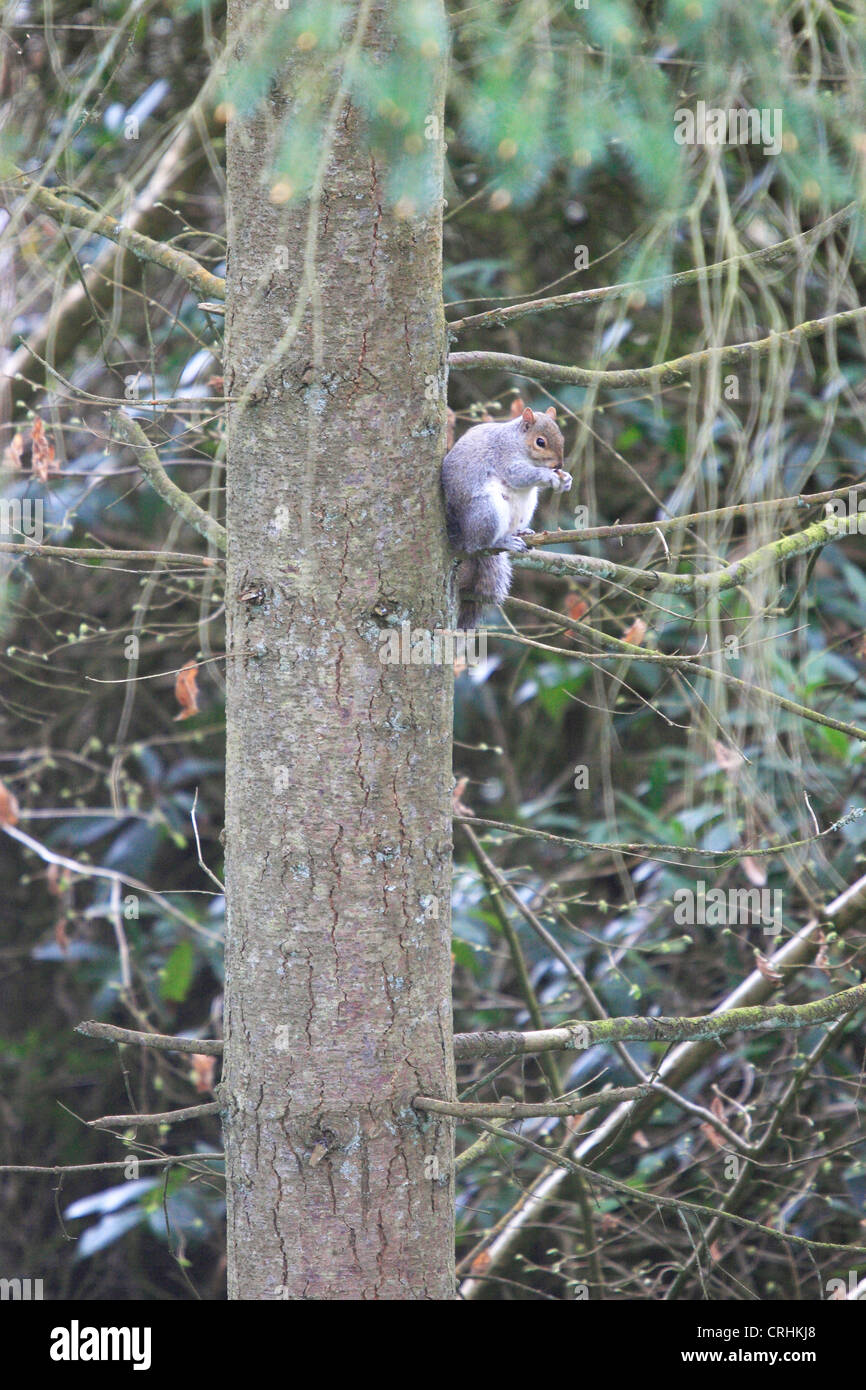 L'écureuil roux (Sciurus carolinensis) Alimentation en arbre. Dorset, Angleterre. Banque D'Images