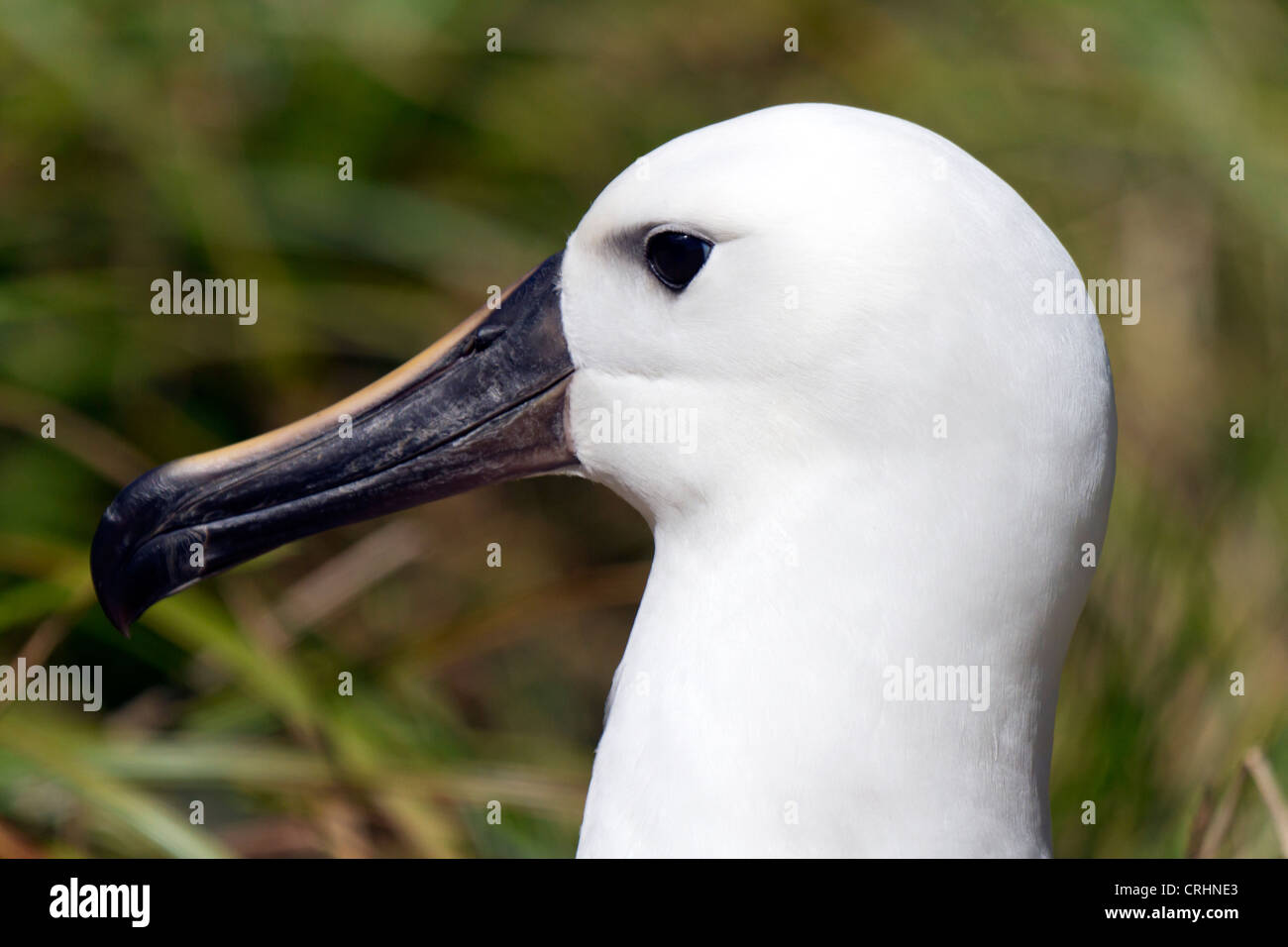 Ouest de l'Albatros à nez jaune de l'Atlantique, l'Île Nightingale, Océan Atlantique Sud Banque D'Images