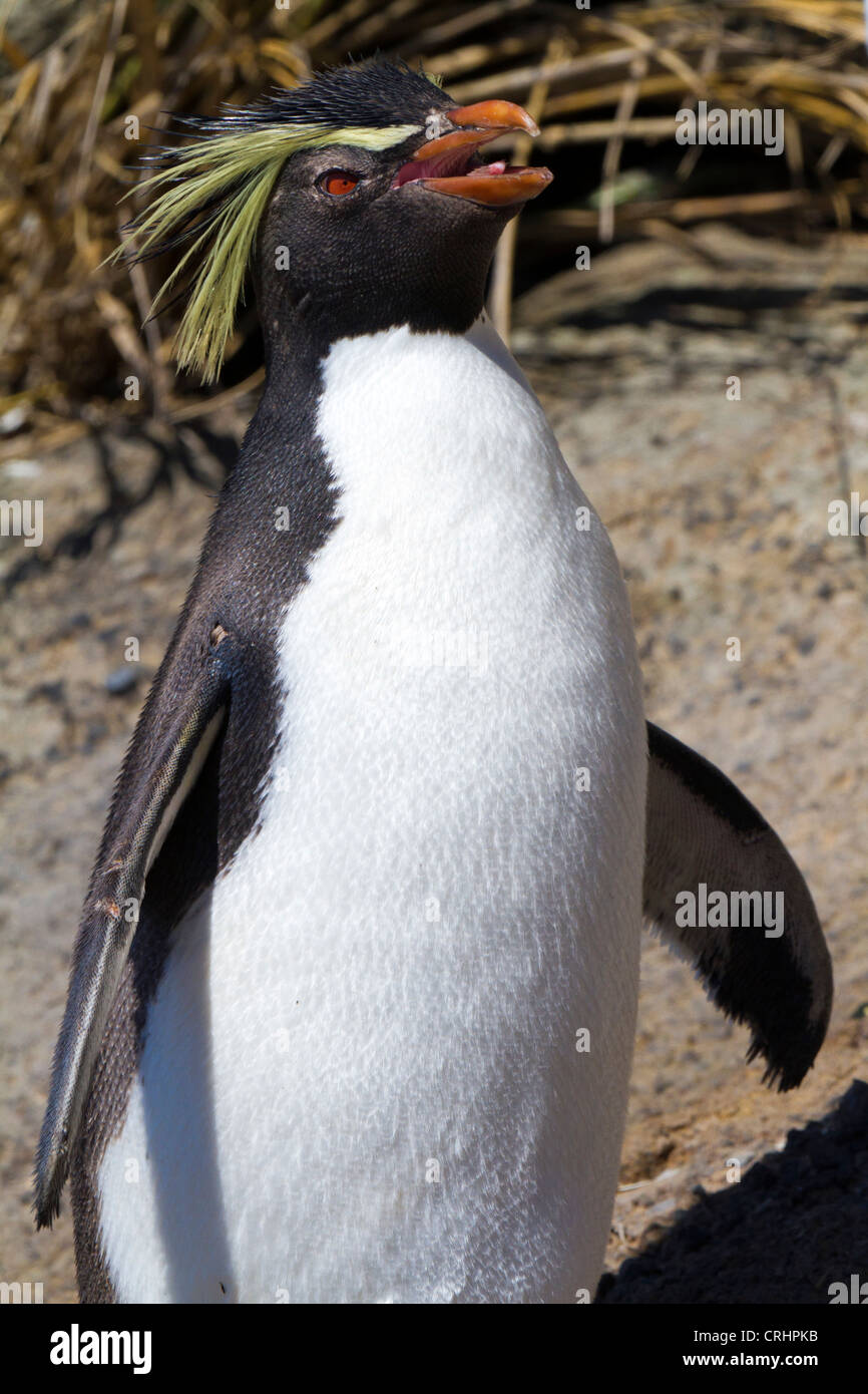 Le Nord ou Rockhopper Penguin dans la lumière du soleil sur l'Île Nightingale, Océan Atlantique Sud Banque D'Images