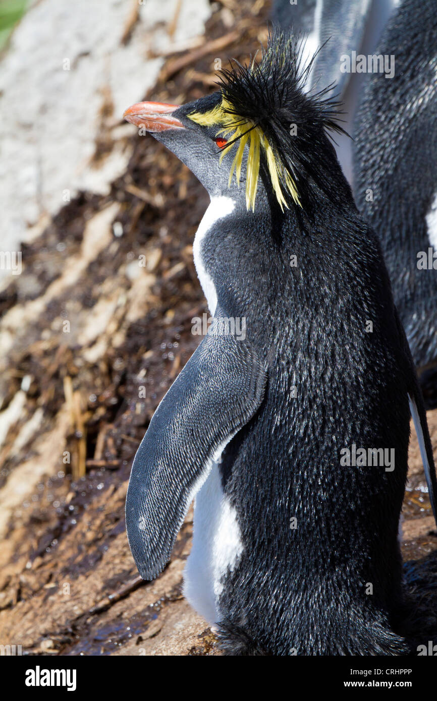 Le Nord ou Rockhopper Penguin dans la lumière du soleil sur l'Île Nightingale, Océan Atlantique Sud Banque D'Images