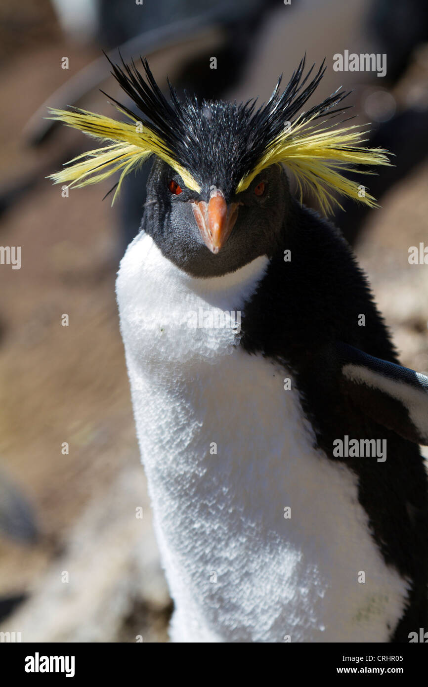 Le Nord ou Rockhopper Penguin dans la lumière du soleil sur l'Île Nightingale, Océan Atlantique Sud Banque D'Images