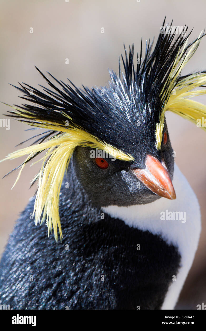 Le Nord ou Rockhopper Penguin dans la lumière du soleil sur l'Île Nightingale, Océan Atlantique Sud Banque D'Images