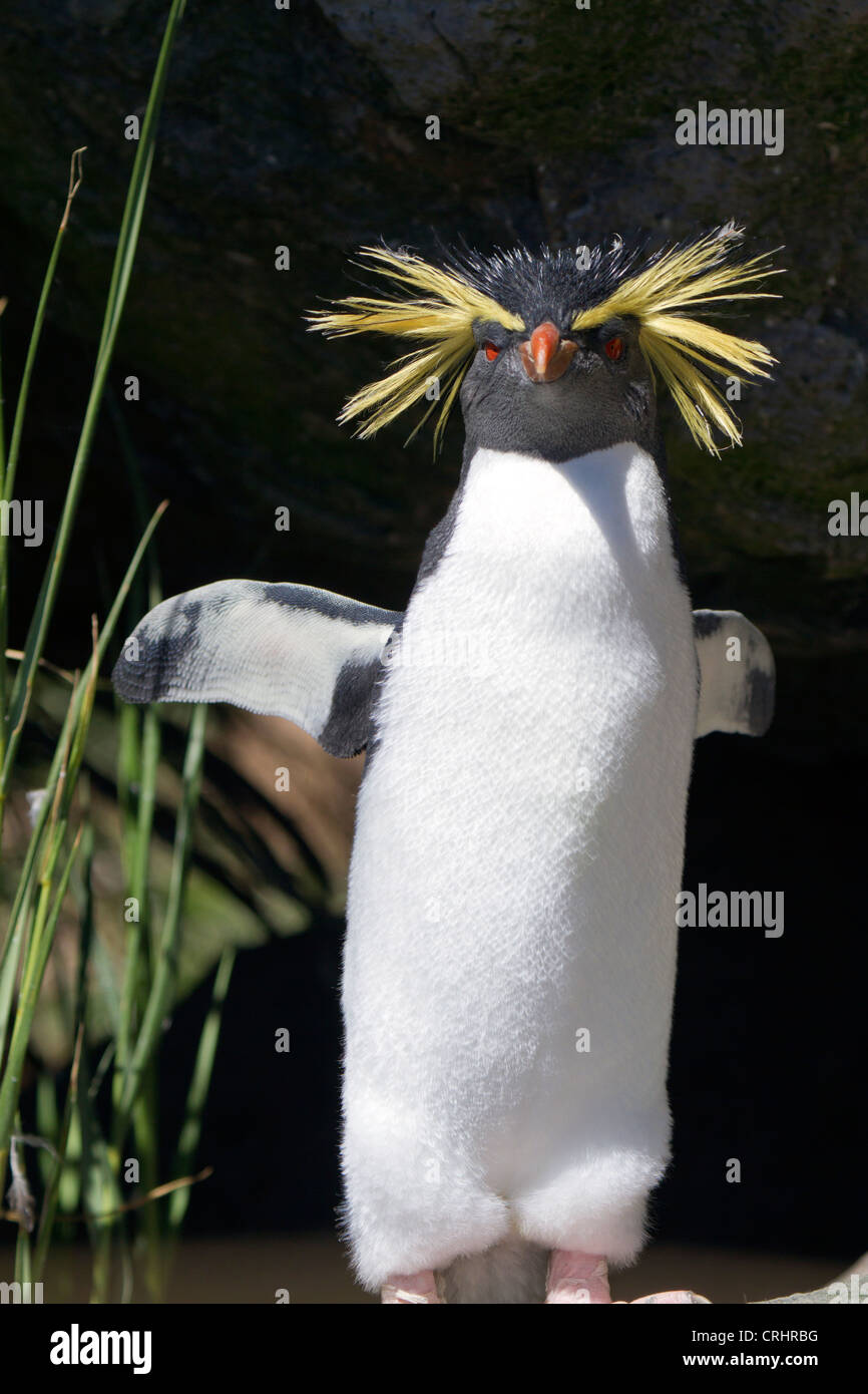 Le nord de Rockhopper Penguin, également connu sous le nom de l'Rockhopper Penguin Banque D'Images