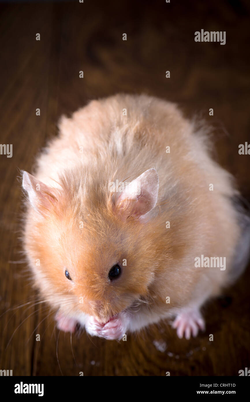 Hamster Banque D'Images