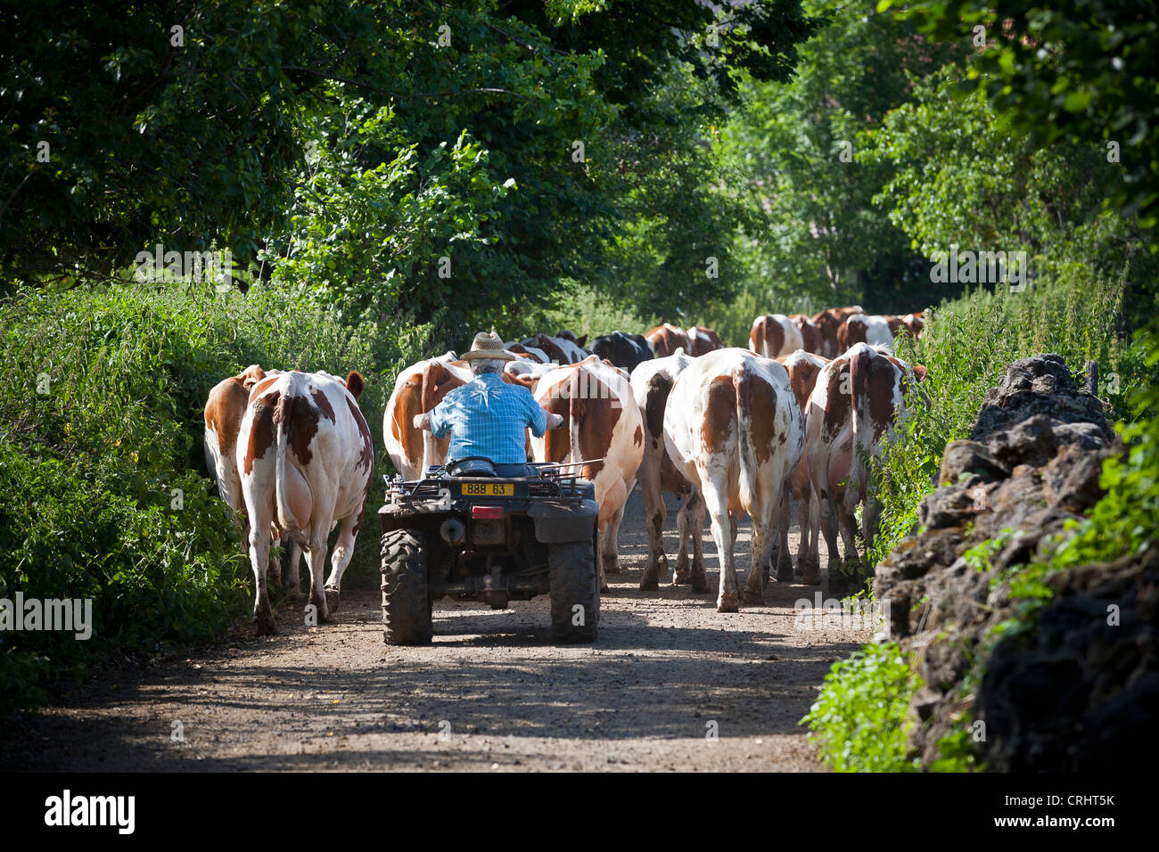 Un agriculteur portant son bétail dans l'étable à l'aide d'un quatre roues (Puy de Dôme Auvergne France). Banque D'Images