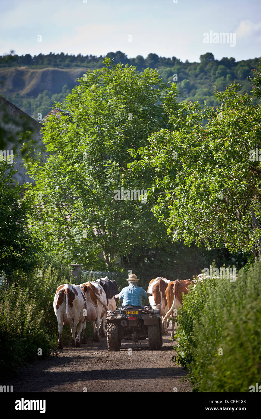 Un agriculteur portant son bétail dans l'étable à l'aide d'un quatre roues (Puy de Dôme Auvergne France). Banque D'Images