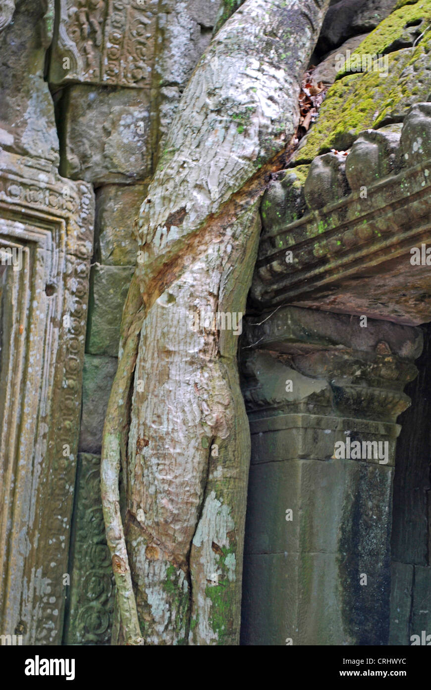 Racines d'un arbre arbre qui grandit dans Ta Prohm temple en ruine-complexe Angkor, Cambodge Banque D'Images