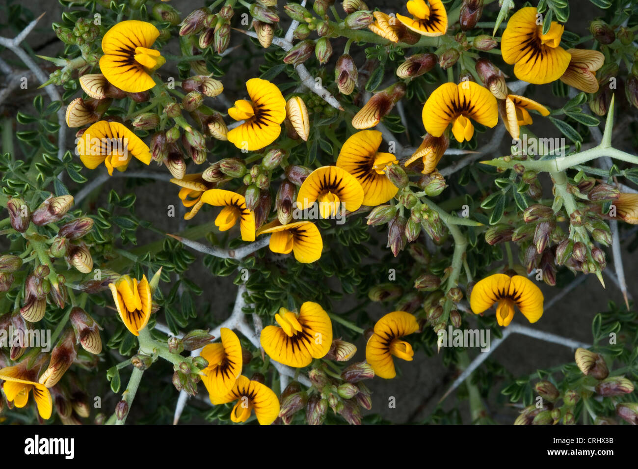 Guttulifera Adesmia côte Fleurs de Viedma Lac de Santa Cruz en Patagonie Argentine Amérique du Sud Banque D'Images