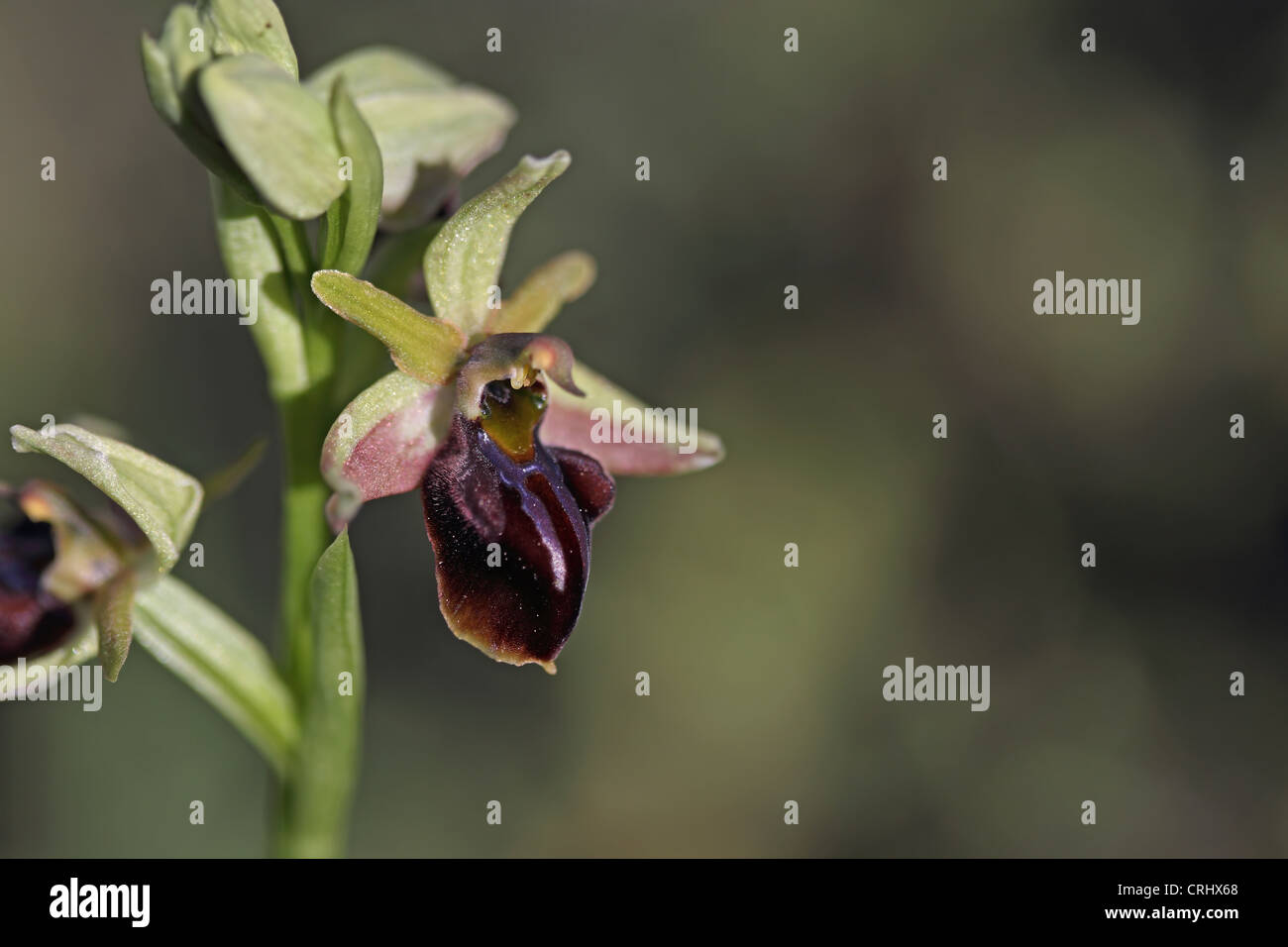 L'orchidée abeille (Ophrys morio) Banque D'Images