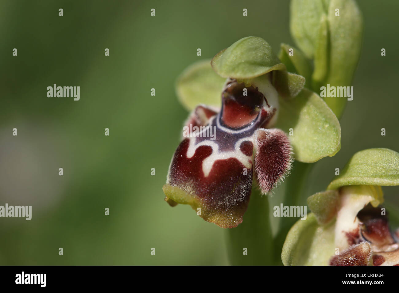 Bécasse d'espèces d'Orchidées (Ophrys flavomarginata) Banque D'Images
