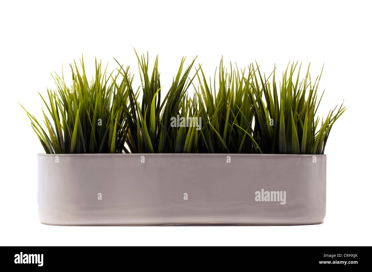 Plante verte herbe cultivée en pot Banque D'Images