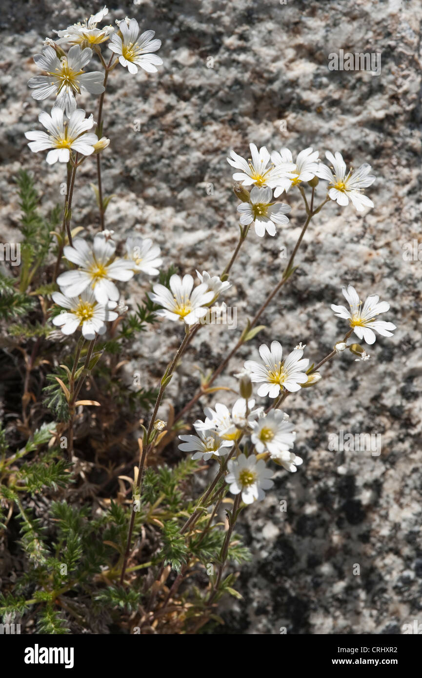 Cerastium arvense Route fleurs N° 19 : coût du nord de lac Argentino. Estancia La Porfía Argentine Province de Santa Cruz Banque D'Images