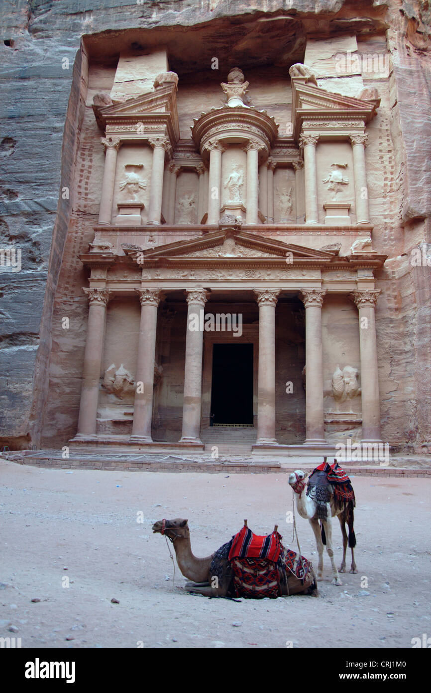 Chameau de Bactriane, chameau (Camelus bactrianus), deux chameaux en face de la tombe de roche appelée 'trésor' de l'histoire de roche ville de Petra, Jordanie, Petra Banque D'Images