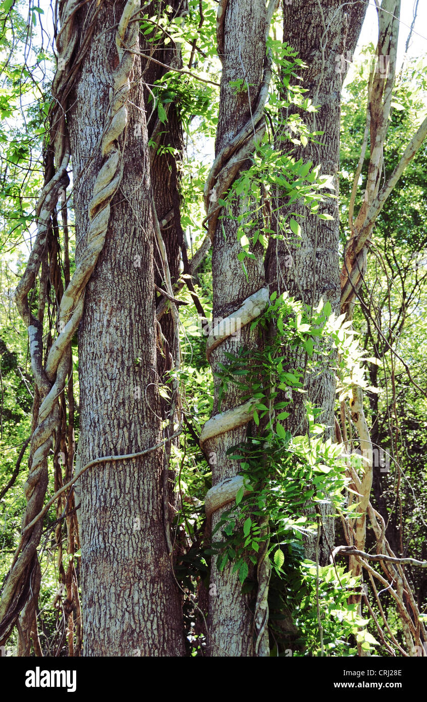 Arbre Hugger Banque D'Images