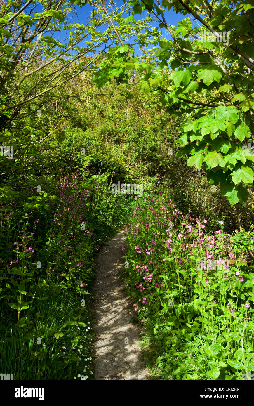 Pays de Galles Coastal Path et fleurs de printemps, St Donats, Llantwit Major, la côte du Glamorgan, Vale of Glamorgan, Pays de Galles du Sud. Banque D'Images