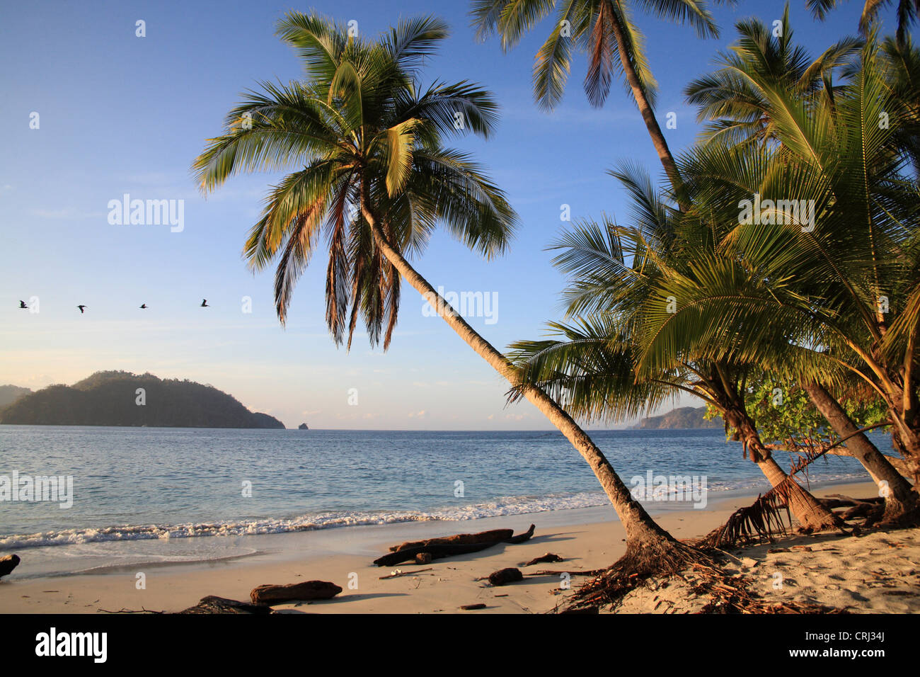 Survol des pélicans Quesera, plage sauvage de Curu, Péninsule de Nicoya, côte pacifique du Costa Rica. Janvier 2011 Banque D'Images