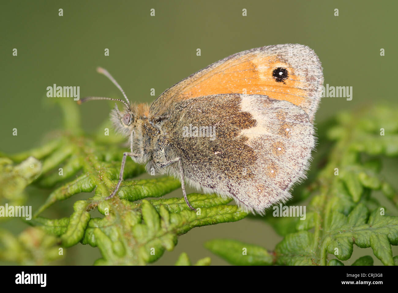 Coenonympha pamphilus Small Heath Banque D'Images